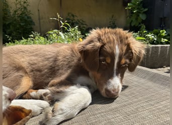 1 kleine Australian Shepherd Hündin( Welpe) braun/redtri (Minimix/Reinrassig)+ Gesundheitszeugnis
