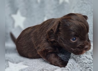 Bezaubernde Welpen aus Bolonka Zwetna und Pomeranian (Zwergspitz)