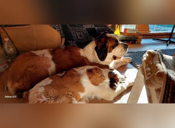 Mira sucht eine neue Familie…freundlich und aktiv