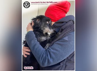 Freundliche QUEENIE sucht ein liebes Zuhause