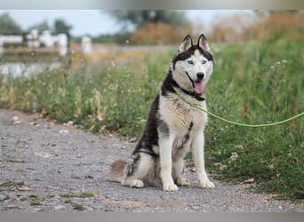 Mochikan Husky Rüde ca. 3,5 Jahre alt z.Zt. in Ungarn