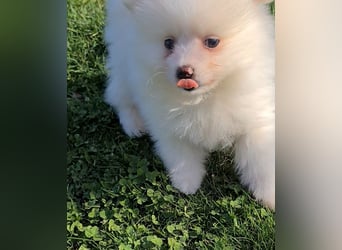zuckersüße Pomeranianwelpen