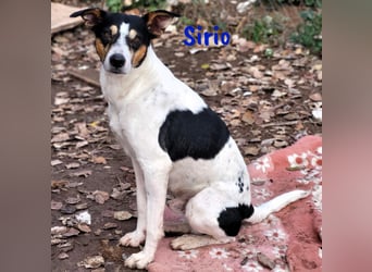 Sirio geb. 04/2022 (ESP) - sozialer und unkomplizierter Ratonero Bodeguero Andaluz!
