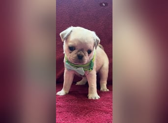 Mops Welpen ( noch 2 Rüde)