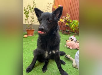 Fiona SR– Kleine Entdeckerin sucht liebevolles Zuhause