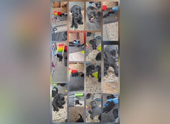 Riesenschnauzer schwarz Welpen des A-Wurf's am 02.07.25 gefallen