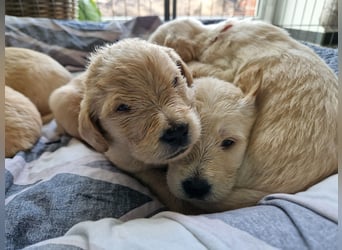 Labradoddle F1