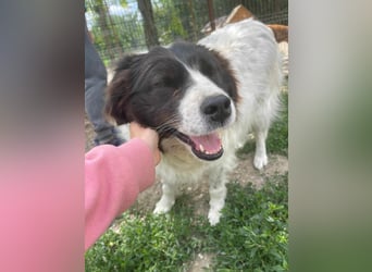 MILLA - Eine Überlebenskämpferin sucht ihr Zuhause Zuhause oder Pflegestelle zum 06.09.2025 gesucht!