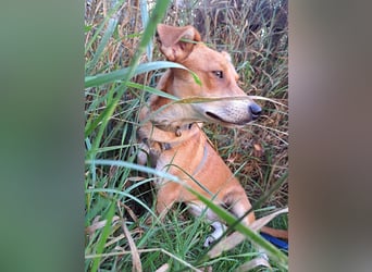 Walburga, !!! SOS !!!!  PS Oberkochen liebevolle, kleine Hündin sucht Ihr Körbchen