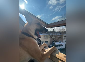 Mica, 3 Jahre, sucht ein neues Zuhause