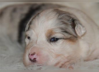 Australian Shepherd Welpen mit Pedigree