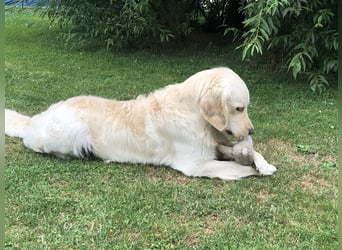 Golden Retriever Deckrüde Anton