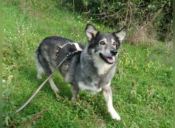 Mischa sucht ein neues Zuhause