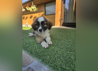 Iona  - auf einem Feld gefunden