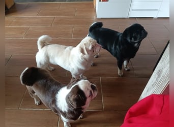 3 wunderschöne Möpschen mit Papiere in Sonderfarben suchen liebevolles Zuhause auf Lebenszeit!