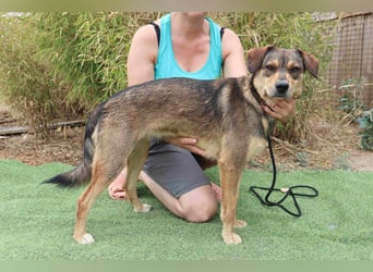 Tessa, Mix Labrador / Schäferhund, lieb und sozial