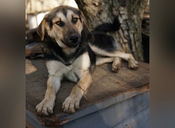 Chita, geb. ca. 05/2024, lebt in GRIECHENLAND, im städt. Tierheim Serres