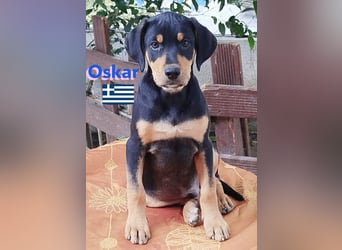 Oskar, 01/25 - Schlappohr sucht Wirkungskreis