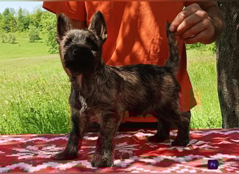Cairn terrier puppies