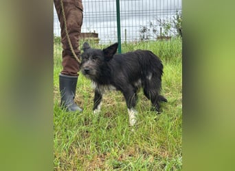Zorro, geboren 25.09.2024, 40cm sucht sein Glück