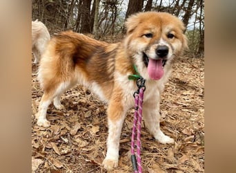 chloe eine Flauschige 5 Jährige Hundin, sucht ihr Traumzuhause