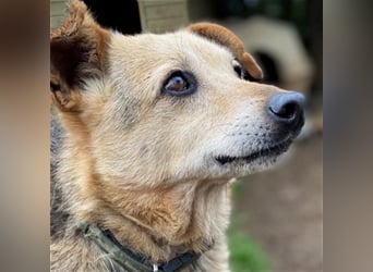 Rinky - sanfter Herzenshund sucht ein Happy End
