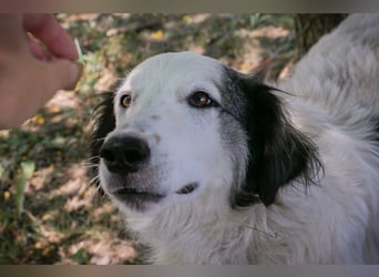 Chip 2233069: Sucht ein Zuhause