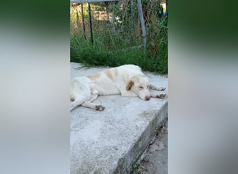 Rocky – Besser geht’s nicht!