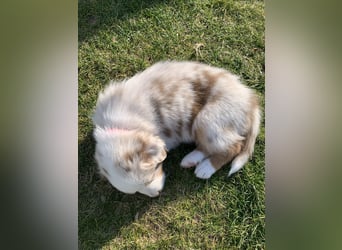 Reinrassige Australian Shepherd Welpen