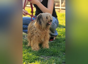 Berit-Bagatel PP – zarte Hundedame sucht ruhiges Zuhause fürs Herz
