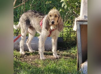 Elly - HAT  INTERESSENTEN- vorsictige Prinzessin sucht ihre erfahrenen Menschen mit Geduld und Liebe