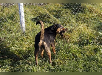 Grinsebacke BRAVEHEART sucht ihre Herzensmenschen