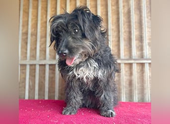 (R) ❤️ charmante MIRA - 2 Jahre, 42cm - Puli-Schnauzer-Mix ❤️