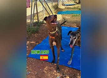 Howard,geb.05/24,sozialer Greyhound Rüde sucht seine Familie