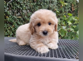 Maltipoo Welpe