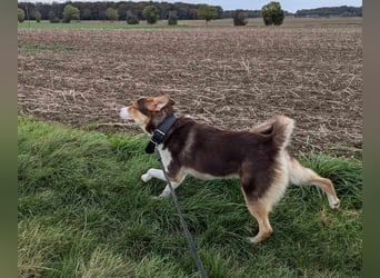Carlos sucht sein perfektes Match-wartet in PLZ 49143 Bissendorf