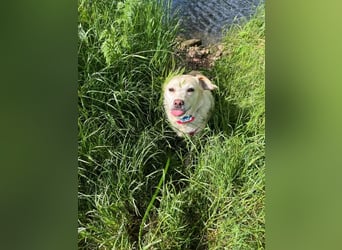 Alba - vorsichtige, ruhige, liebe Labrador-Mix-Hündin / Pflegestelle in Mosbach