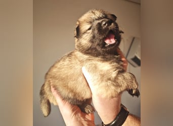 Reinrassige Eurasier-Welpen suchen ein liebevolles Zuhause
