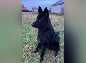 Bodhi - Neues Jahr, neues Glück? (67489 Kirrweiler)