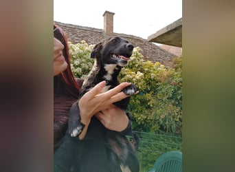 Pebbles - unsere kleine Wirbelmaus