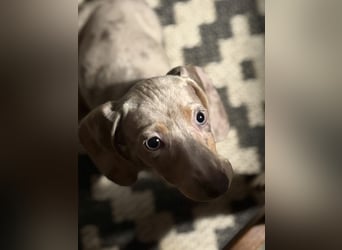 Zwergdackel,Dackel in Sonderfarben,amerikanische Zwergdackel Welpen suchen tolle Familien