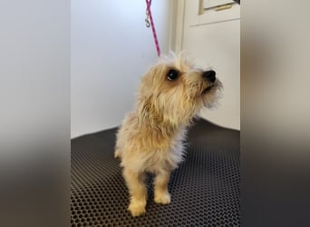 MIRCO - der lustige und verspielte kleine Mann sucht ein liebevolles Zuhause