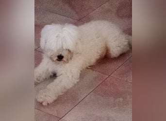Robertino: Der freundliche, soziale Malteser-Pudel-Mix Familienhund hat sein Zuhause verloren