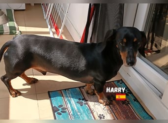 Harry,geb.01/15,freundlicher Dackelrüde sucht seine Familie,bereits auf PS  in78737 Fluorn Winzeln
