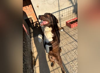 Fröhlicher Dobby sucht Familie