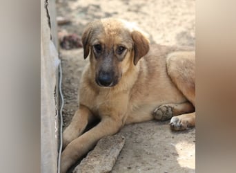 Sophia, geb. ca. 03/2024, lebt in GRIECHENLAND, im städt. Tierheim Serres