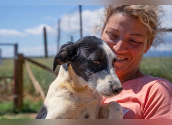 Coco - Pointer-mix sucht liebevolles Zuhause