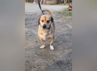 Wilma - ruhige, nette, kleine Hündin