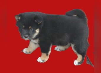 Erstklassige Shiba Inu Zucht in Sachsen