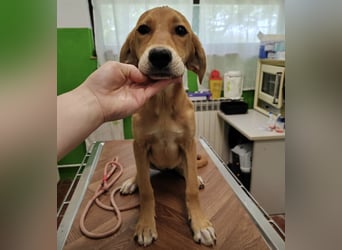 Linja eine elegante kleine Dame